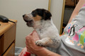 Meet Jake-Our New Family Member