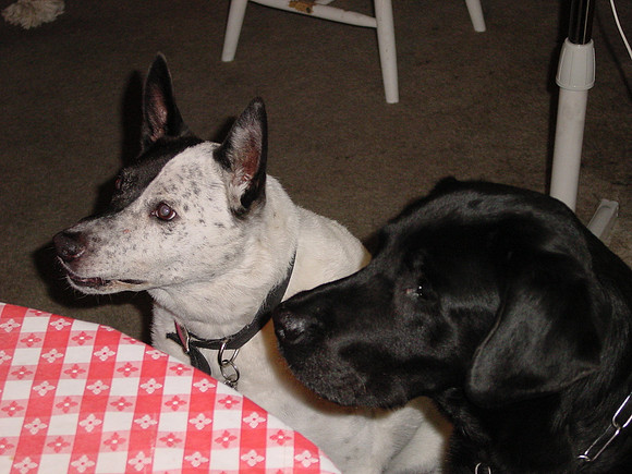 Buddha and Spike